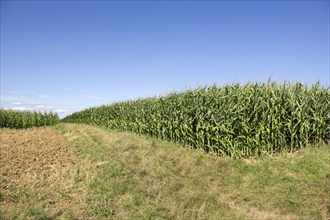 Symbolic image, renewable energies, maize plants, biogas plant, feed maize, maize cobs, immature,