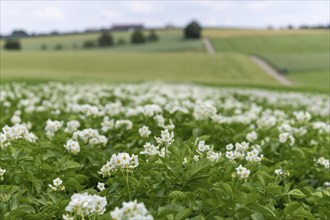 Flowering potato field, Baden-Württemberg, Germany, Europe