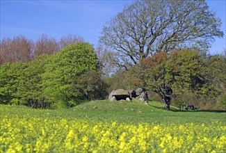 Landscape in spring with blooming yellow flowers, trees and a clear blue sky, burial mound in the