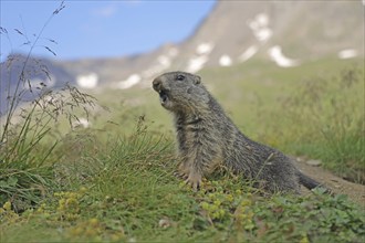 Marmot (Marmota), Grossglockner High Alpine Road, Salzburger Land, Austria, Europe