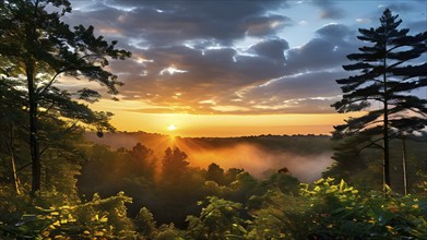 Fog covered forest in summer with mystic golden sunlight, AI generated