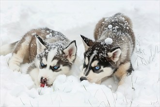 Two cute Alaskan Husky pups licking snow, AI generated