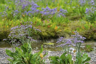 Common sea-lavender (Limonium vulgare) in flower in saltmarsh, salt marsh along the North Sea coast