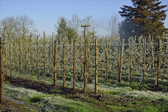 Europe, Germany, Hamburg metropolitan region, Altes Land near Hamburg, fruit growing, irrigation