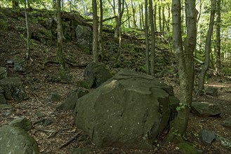 Block heap, block of basalt rock, volcanic basanite, beech forest, summit of Hoherodskopf mountain,