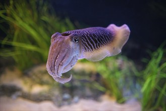 The Common (European) Cuttlefish (Sepia officinalis) underwater in sea, cephalopod, related to