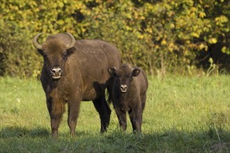 Bison, bison, group, (Bison bosanus), cow with young animal