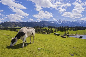 Cows on the pasture, Hegratsrieder See, Alps, near Füssen, Ostallgäu, Allgäu, Bavaria, Germany,