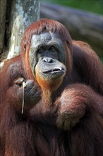 Bornean orangutan (Pongo pygmaeus), adult, female, tree, feeding, portrait, Borneo