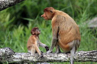 Proboscis monkey (Nasalis larvatus), adult, female, juvenile, mother, tree, Labuk Bay, Sabah,