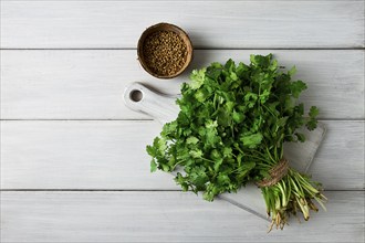 Bunch of fresh Cilantro, on a white wooden table, close-up, top view, no people