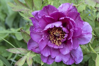 Shrub peony (Paeonia suffruticosa Leda), Emsland, Lower Saxony, Germany, Europe