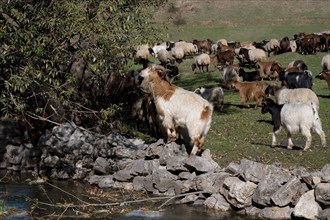 Herd of sheep and goats, Anatolia, Turkey, Asia