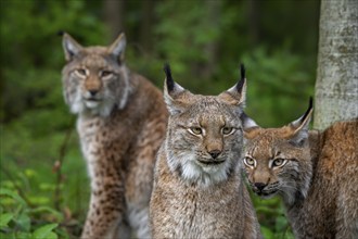 Three Eurasian lynxes (Lynx lynx) adult with two juveniles hunting in forest