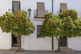 Two bitter orange trees stand in front of a white building with balcony windows and wooden