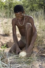 Bushman peeling an excavated tuber, hunting in the bush, Africa, Namibia, Africa