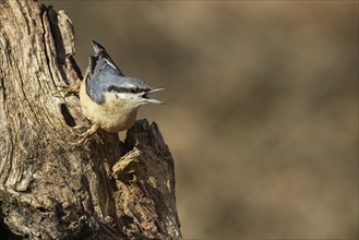 Eurasian nuthatch (Sitta europaea) on dead wood, Austria, Upper Austria, Europe