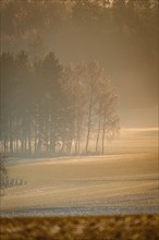 Rays of sunlight fall on a misty forest in the morning, Nagold, Black Forest, Germany, Europe