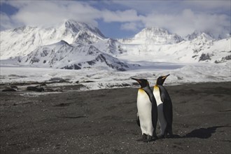 King Penguin, (AApenodytes patagonicus), Falkland Islands, Antarctica, two animals, Falkland