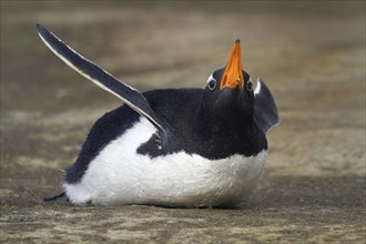 Gentoo penguin (Pygoscelis papua), on Sounders Island, Falkland Islands, Antarctica, Falkland