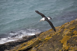 Sailing Black-browed Albatross on Sounders Island, (Thallasarche melanophris), Falkland Islands,