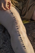 Woman puts a stone on her leg, beach, Dänisch-Nienhof, Schwedeneck, Schleswig-Holstein, Germany,