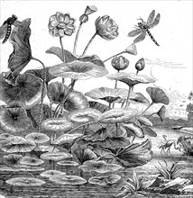 Indian Lotus, Nelumbo nucifera, on a pond, Illustration from 1872, Historical, digital reproduction