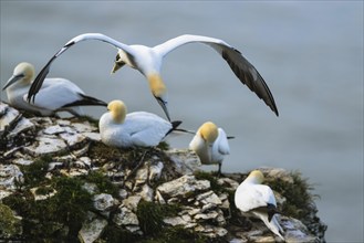 Northern Gannet, Morus bassanus, bird in flight over sea, Bempton Cliffs, North Yorkshire, England,