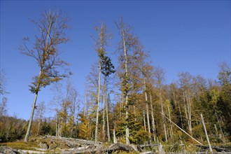 Forest with tall trees showing autumn colors under a clear blue sky, Bavaria Forest National Park