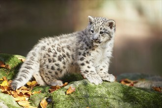 Snow leopard (Panthera uncia) or (Uncia uncia) cute cub in a forest, captive