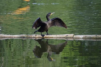 Great cormorant (Phalacrocorax carbo), June, Germany, Europe