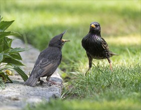 Common starling (Sturnus vulgaris) young bird and adult bird, the young bird begs for food with