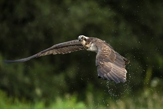 Western osprey (Pandion haliaetus) hunting, Aviemore, Scotland, Great Britain