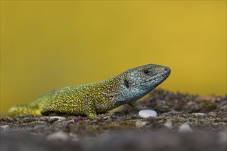 A green lizard on a floor with moss and small stones against a yellow background