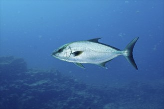 Single eye-stripe amberjack (Seriola rivoliana), mackerel, swimming over the reef under water. Dive