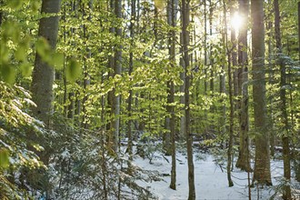 Landscape of a mixed forest with lots of European beech or common beech (Fagus sylvatica) in spring