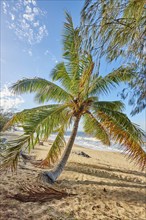 Landscape a coconut palm on Clifton Beach with in spring, Queensland Australia