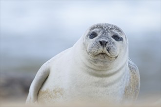 Common seal (Phoca vitulina) adult animal resting on a seaside beach, Norfolk, England, United