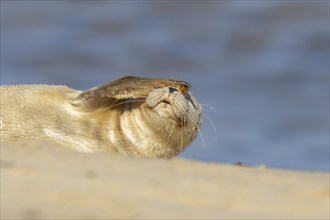 Common seal (Phoca vitulina) juvenile baby pup animal resting on a seaside beach, Norfolk, England,