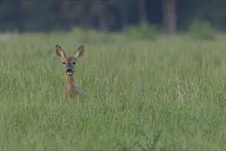 Roe deer (Capreolus capreolus) adult female doe animal in a farmland grass field in the summer,