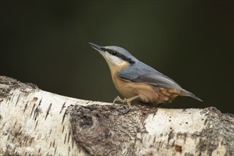 Eurasian nuthatch (Sitta europaea) adult bird on a Silver birch tree branch, Wales, United Kingdom,