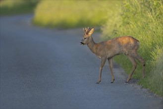 Roe deer (Capreolus capreolus) adult male buck animal preparing to walk across a country road,