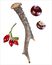 Horns of a deer, rose hip, chestnut, tree, cut-out, Vechta, Lower Saxony, Germany, Europe