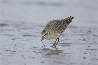 Grey plover (Pluvialis squatarola) adult bird in winter plumage feeding on a mudflat, England,