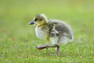 Greylag goose, graylag goose (Anser anser) cute gosling walking over grassland in spring