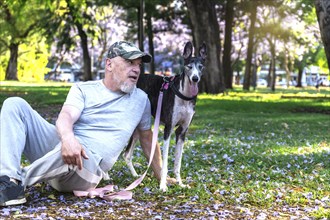 A mature bald man is looking and sitting with his greyhound dog in the park