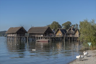 Unteruhldingen, Pfahlbaumuseum, Lake Constance, reconstruction, Stone Age, swans, lakeshore,