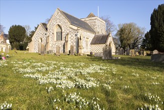 Showdrops in flower in churchyard of village parish church of Saint Thomas A Becket, Tilshead,