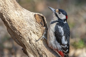 Great Spotted Woodpecker (Dendrocopos major) on a branch in the forest. Bas-Rhin, Alsace, Grand