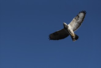 A buzzard (Buteo buteo) with outstretched wings soars majestically in the clear blue sky,